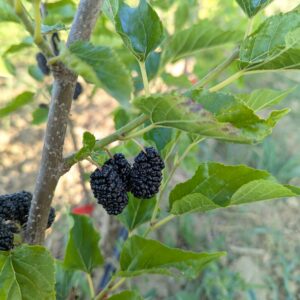 Mûrier World’s Best – “Le meilleur du monde” (Morus alba × macroura)