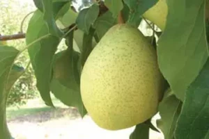 Nashi Ya-li
