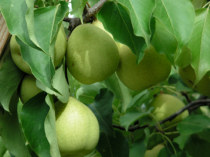 Nashi Hosui – poirier asiatique