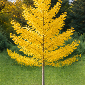 Ginkgo biloba (semis)