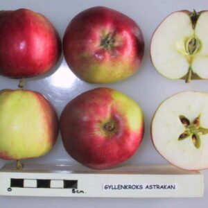 Pommier Astrakan Blanc