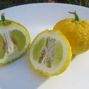 Inchang Papeda