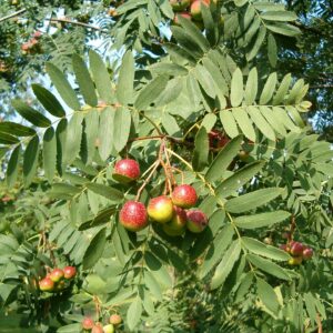 Cormier Sorbus Domestica