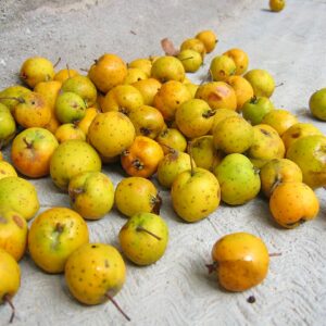 Azérolier Jaune