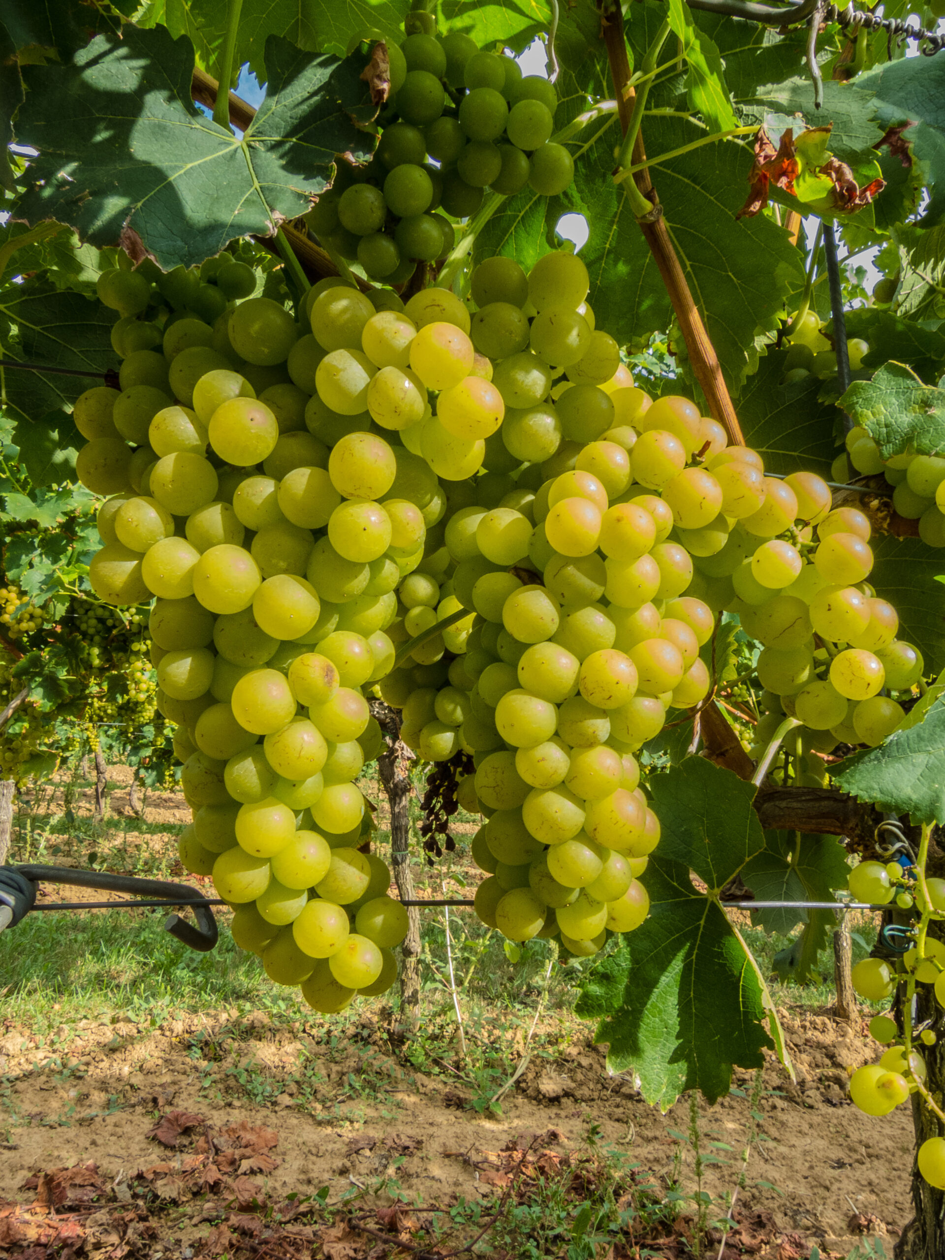 Vigne Vroge Vanderlaan