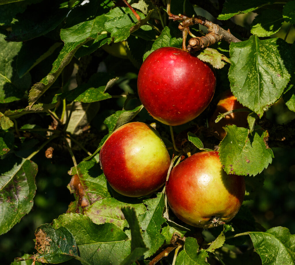 Pommier Pierre le Grand