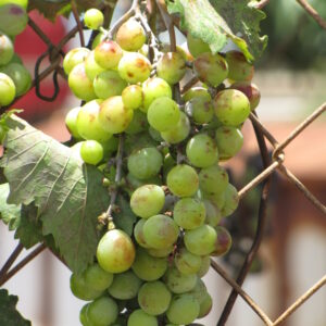 Vigne Exalta